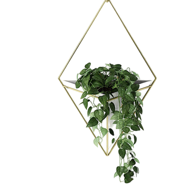 Plants
